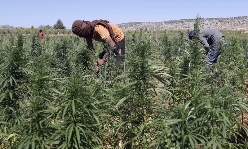 زراعة القنب الهندي.. العفو الملكي سيوجه المزارعين نحو الإنتاج في إطار قانوني缩略图