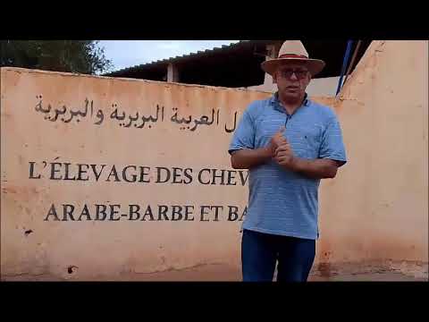 GIL24-TV لحسن قيسي في جولة بجريدة جيل24 في مركز تربية الخيول العربية-البربرية والبربرية ببني درار بجهة الشرق缩略图 GIL24-TV لحسن قيسي في جولة بجريدة جيل24 في مركز تربية الخيول العربية-البربرية والبربرية ببني درار بجهة الشرق缩略图