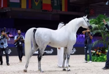 الفرس (EKS FARAJJ) يفوز البطولة الدولية لجمال الخيل العربية缩略图