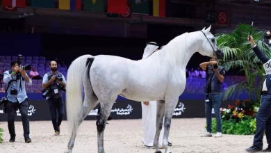 الفرس (EKS FARAJJ) يفوز البطولة الدولية لجمال الخيل العربية缩略图