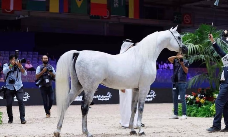 الفرس (EKS FARAJJ) يفوز البطولة الدولية لجمال الخيل العربية缩略图 الفرس (EKS FARAJJ) يفوز البطولة الدولية لجمال الخيل العربية缩略图