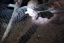 الدرك الملكي ببركان: تدخلات موفقة لمكافحة الجريمة缩略图