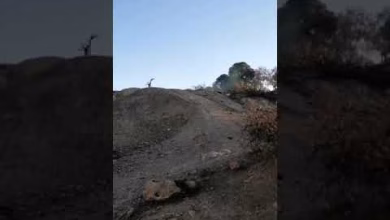 GIL24-TV ماذا يحدث لغابة سيدي معافة … هل هو تخريب عن عمد ام لهو التخريب缩略图