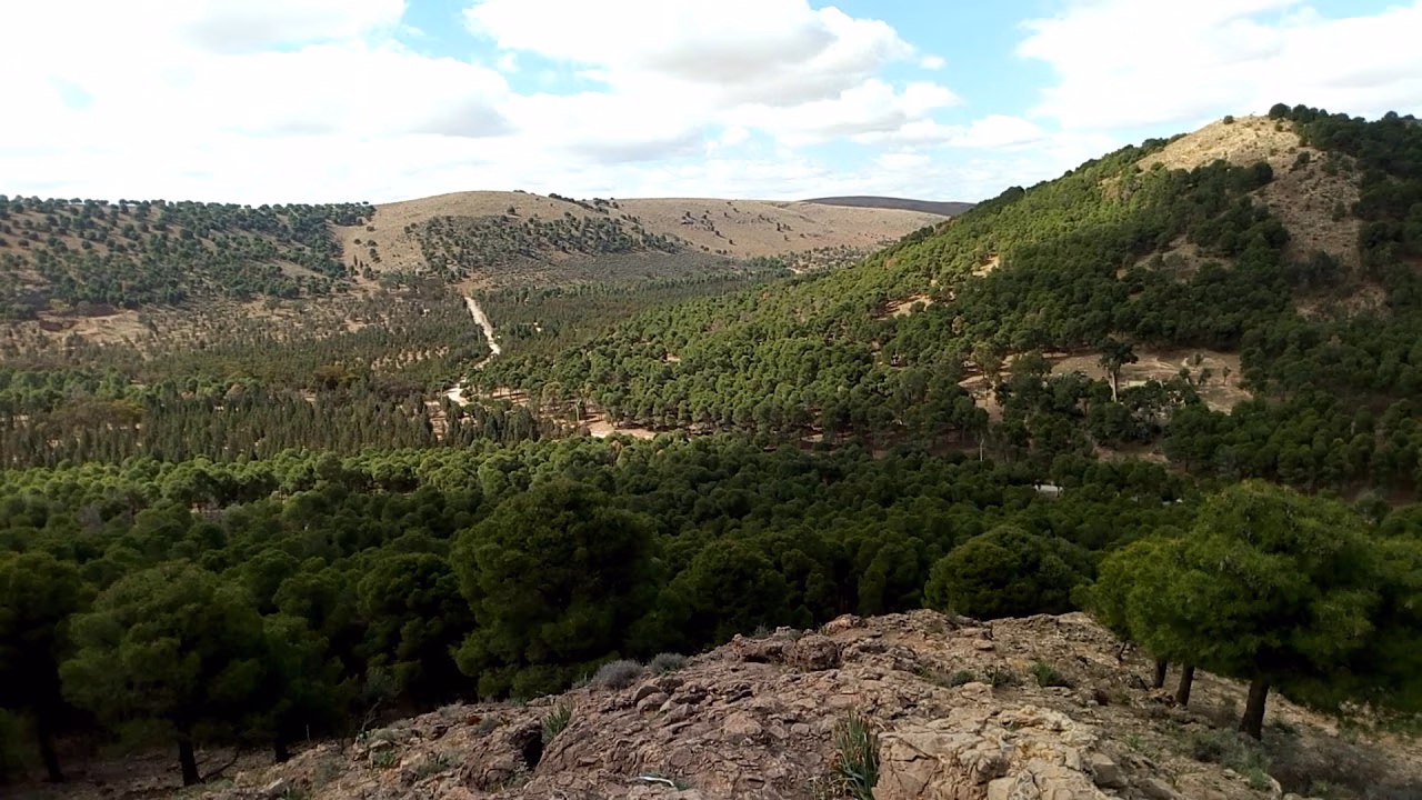 La forêt de sidi Maafa… entre hier et aujourd’hui缩略图