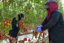 الحد الأدنى القانوني للأجر.. بين القانون والواقع缩略图