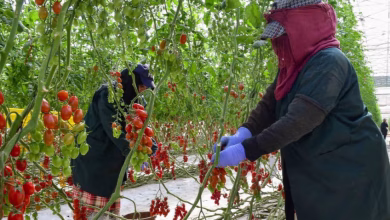 الحد الأدنى القانوني للأجر.. بين القانون والواقع缩略图 الحد الأدنى القانوني للأجر.. بين القانون والواقع缩略图