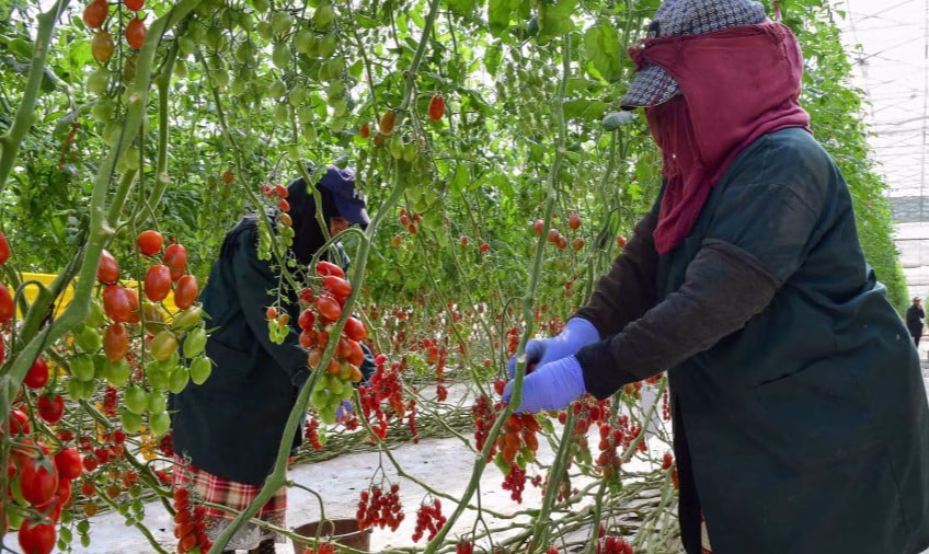 الحد الأدنى القانوني للأجر.. بين القانون والواقع缩略图