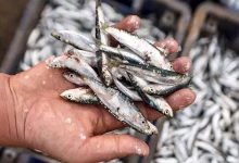 السردين الذي هز “عرش اللوبيات” أو عندما يصبح السمك الصغير أكبر من الحيتان الكبيرة缩略图