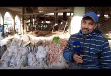 GIL24-TV اسعار السمك لا زالت مرتفعة بالنسبة للمواطن رغم انخفاظها الطفيف مؤخرا缩略图 GIL24-TV اسعار السمك لا زالت مرتفعة بالنسبة للمواطن رغم انخفاظها الطفيف مؤخرا缩略图