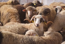 الاستقلال و البام أمام امتحان أخلاقي مُحرج缩略图