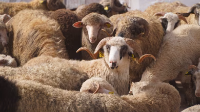 الاستقلال و البام أمام امتحان أخلاقي مُحرج缩略图