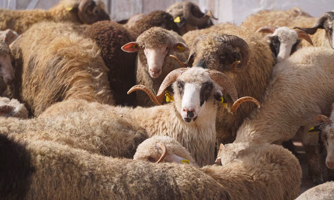 الاستقلال و البام أمام امتحان أخلاقي مُحرج缩略图