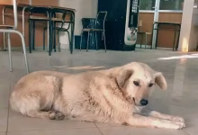 روزا… “نباح في الذاكرة”缩略图