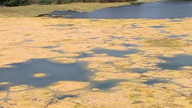 بركة مائية مهجورة وملوثة بإقامة AP 13 بالمحطة السياحية بالسعيدية تهدد راحة الساكنة و تنذر بكارثة بيئية.缩略图