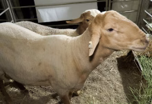 معرض سلالة “الدمان” بآيت ولال بزاكورة: احتفاء بتراث فلاحي أصيل ودعامة للتنمية المحلية.缩略图