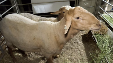 معرض سلالة “الدمان” بآيت ولال بزاكورة: احتفاء بتراث فلاحي أصيل ودعامة للتنمية المحلية.缩略图 معرض سلالة “الدمان” بآيت ولال بزاكورة: احتفاء بتراث فلاحي أصيل ودعامة للتنمية المحلية.缩略图