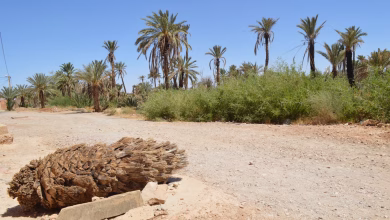 خطارات الجنوب الشرقي.. شرايين الحياة تتحول إلى فخاخ مميتة缩略图