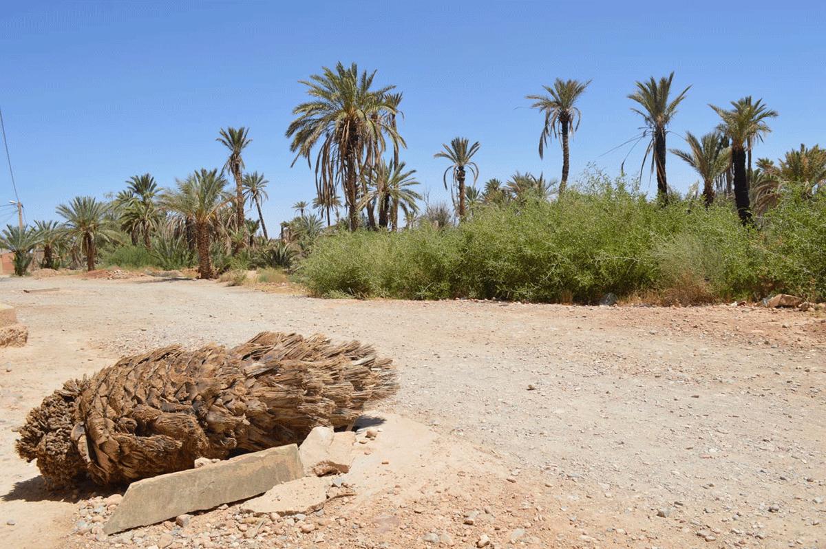 خطارات الجنوب الشرقي.. شرايين الحياة تتحول إلى فخاخ مميتة插图