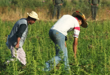 سنة بعد العفو الملكي عن مزارعي القنب الهندي: تقييم الواقع وتحديات المستقبل缩略图