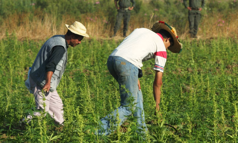 سنة بعد العفو الملكي عن مزارعي القنب الهندي: تقييم الواقع وتحديات المستقبل缩略图 سنة بعد العفو الملكي عن مزارعي القنب الهندي: تقييم الواقع وتحديات المستقبل缩略图