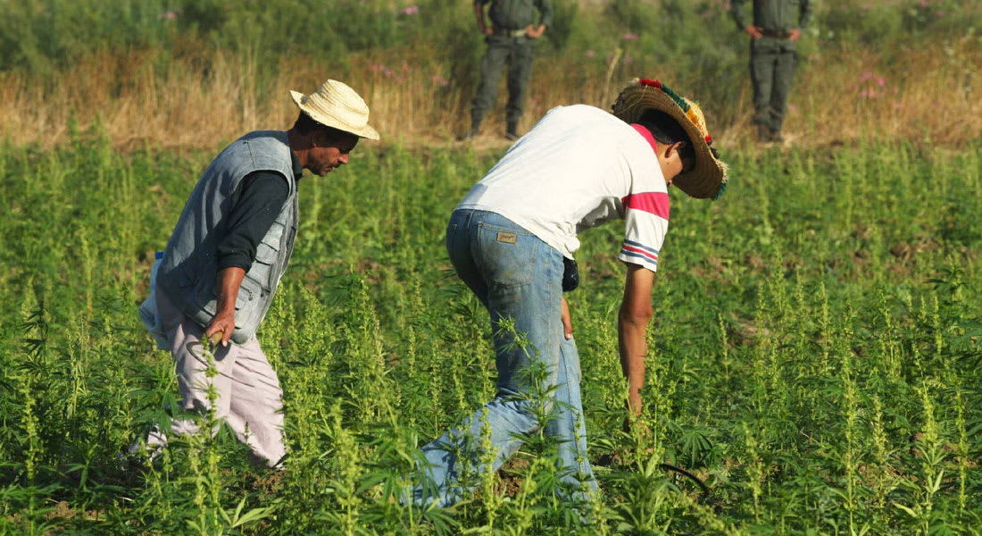 سنة بعد العفو الملكي عن مزارعي القنب الهندي: تقييم الواقع وتحديات المستقبل缩略图