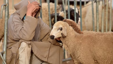 تساؤلات ملحة حول دعم مربي الماشية: تأخيرات واختلالات في ظل الجفاف المتفاقم بإقليم فجيج缩略图