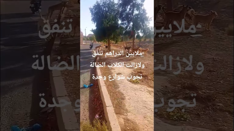 ملايين الدراهم تنفق ولازالت الكلاب الضالة تجوب شوارع وجدة