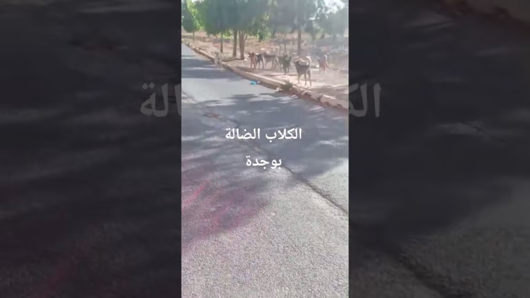 الكلاب الضالة تنتعش بوجدة