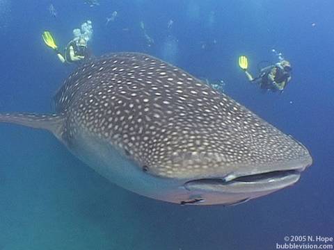 Whale Shark