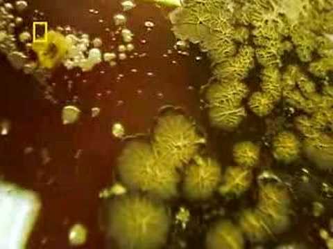 I Didn’t Know That Podcast | National Geographic UK