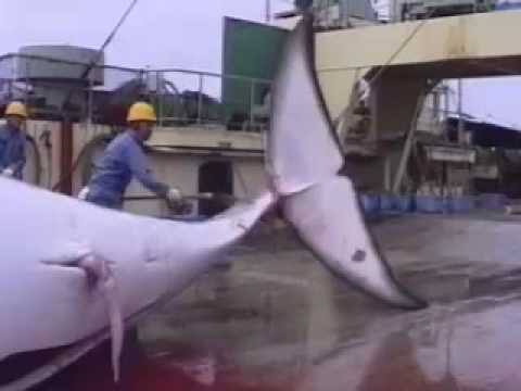 Antarctic Whale Defense Campaign