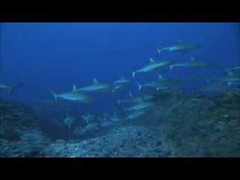 SHARKS 3D – IMAX –