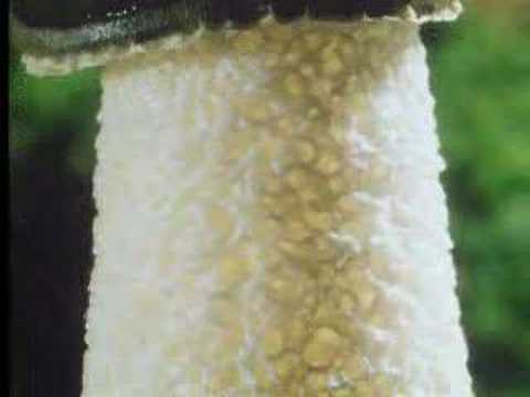 Wow! Fungi plant growth – The Private Life of Plants – David Attenborough – BBC wildlife