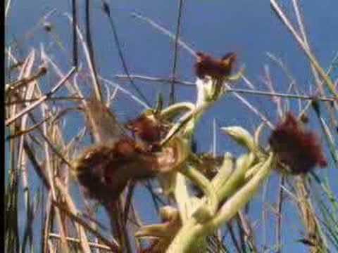 Wild orchid wasp mimic – David Attenborough – BBC
