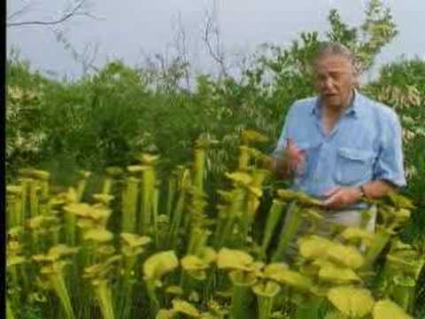 Venus fly trap – The Private Life of Plants – David Attenborough – BBC