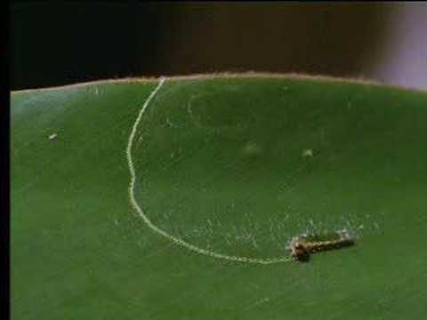 How caterpillars survive on plants – David Attenborough – BBC wildlife