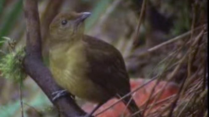 Animal Behaviour of the Australian bowerbird | David Attenborough | BBC wildlife