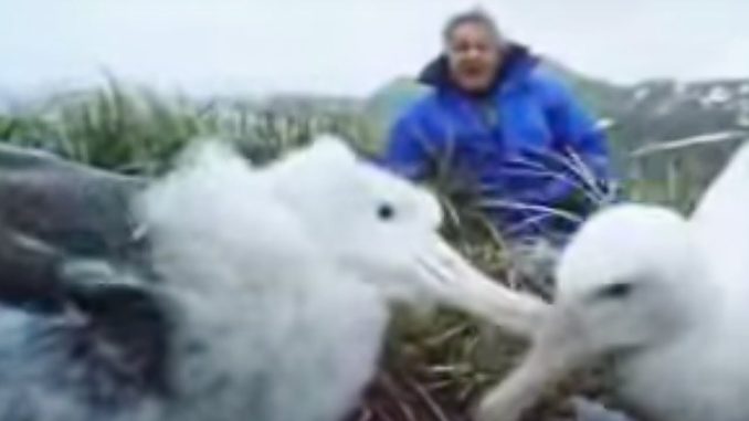 Nature of Wandering Albatross Birds | David Attenborough | BBC Studios