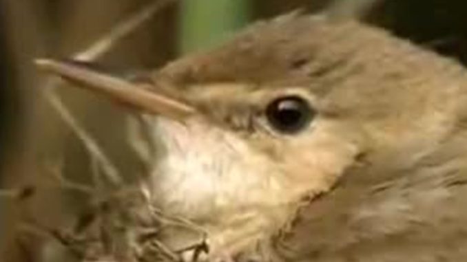 Nature of the Cuckoo Duck | David Attenborough | BBC Studios