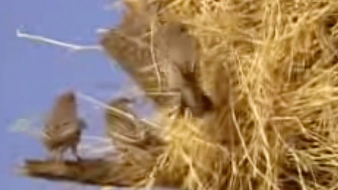 Social Weaver Birds Nest in a Tree in Africa | David Attenborough | BBC Studios