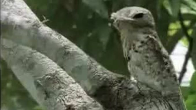 Amazing Potoo Bird Tree Camouflage | David Attenborough | BBC Studios
