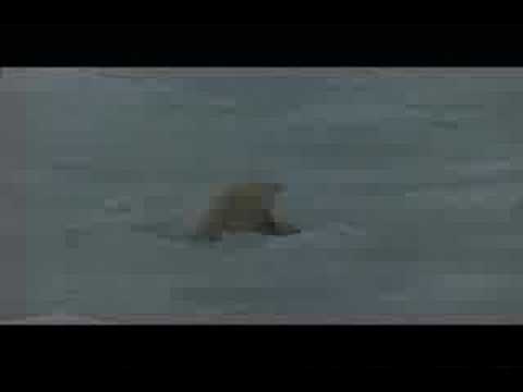 On Thin Ice: Polar Bears and Global Warming