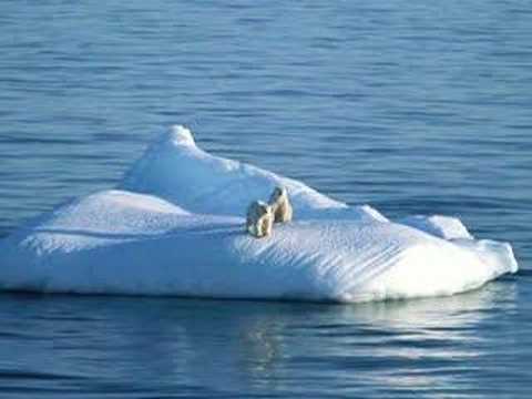 Polar Bear S.O.S.!