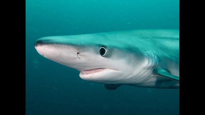 Blue Sharks | JONATHAN BIRD’S BLUE WORLD