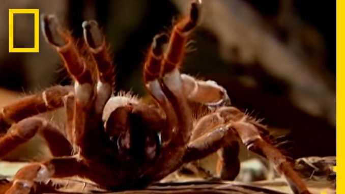 Giant Tarantula | National Geographic