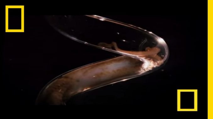 Octopus Escape | National Geographic
