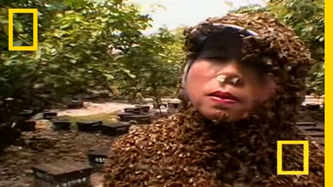 Bee Therapy | National Geographic