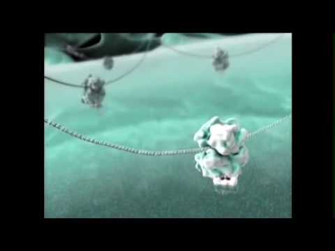 David Bolinsky: Visualizing the wonder of a living cell