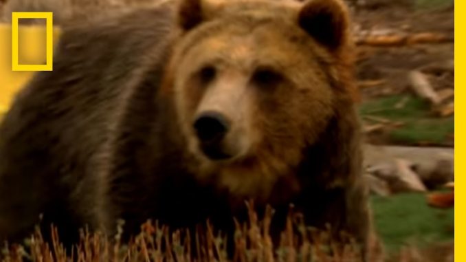 Bear Power | Explorer