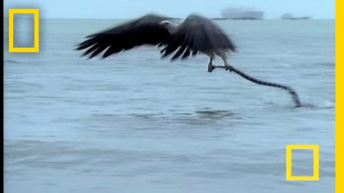 Eagle vs. Sea Snake | National Geographic